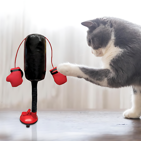 cat toy