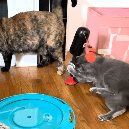 cat toy