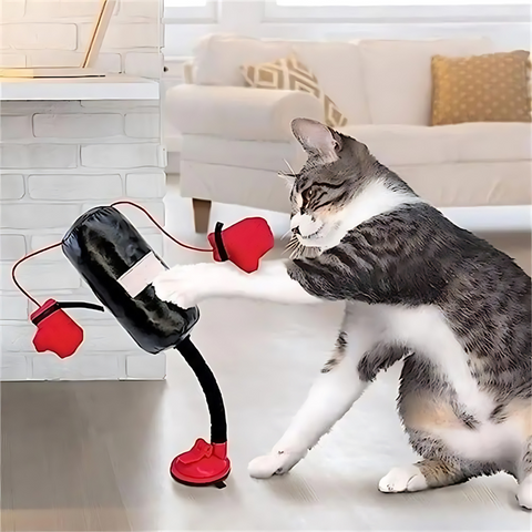 cat toy