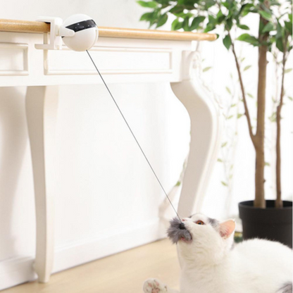 cat toy