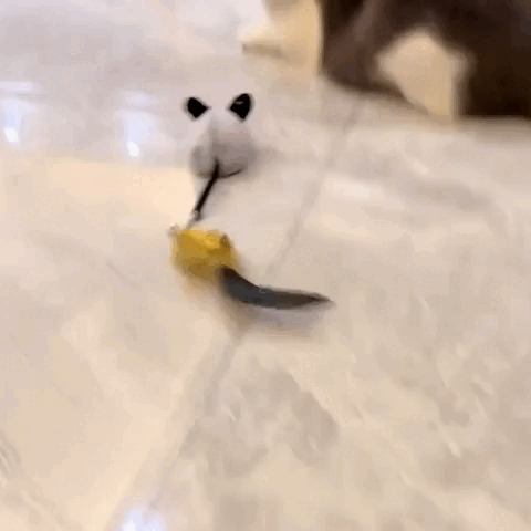 cat toy