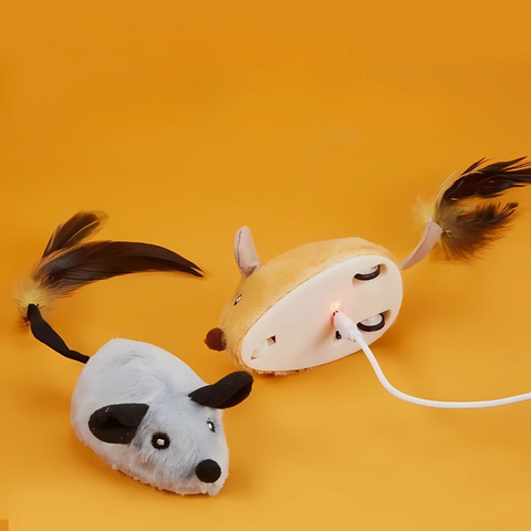 cat toy