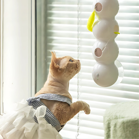 cat toy