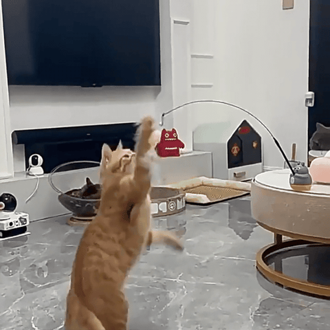 cat toy