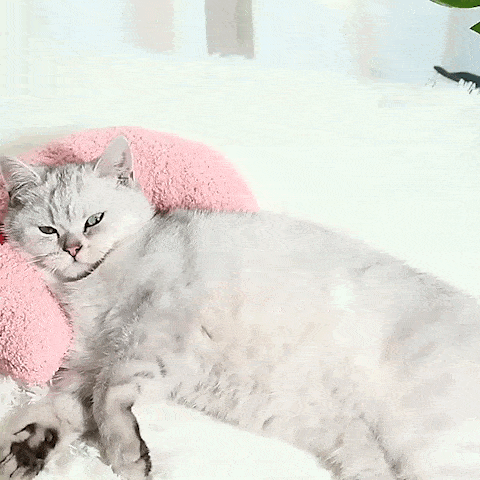 cushion