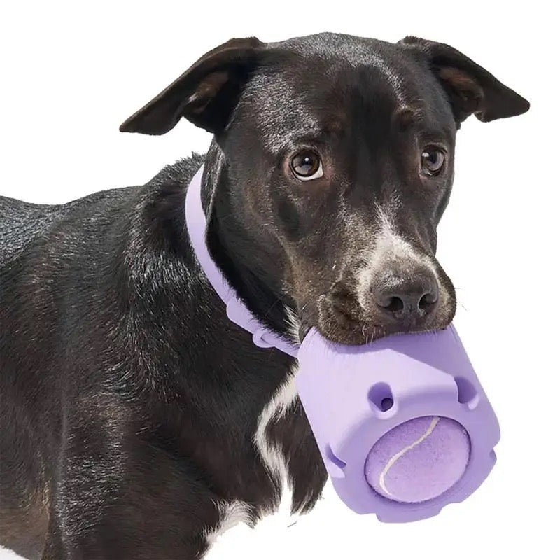 dog toy