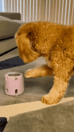 dog toy