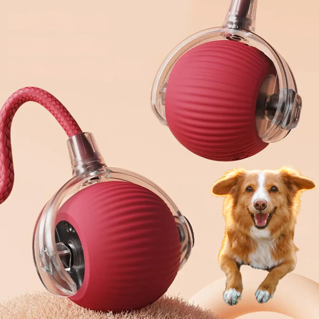 dog toy