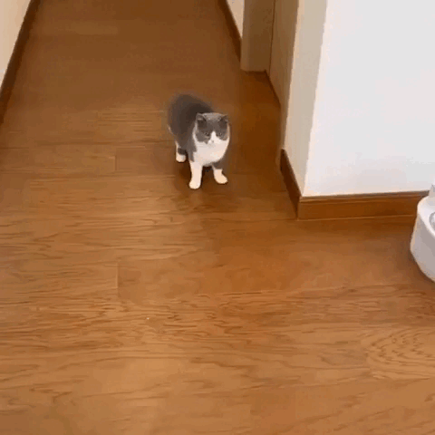 dog toy