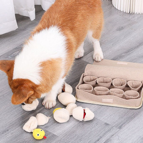 dog toy