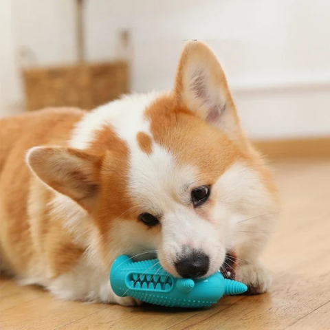 dog toy