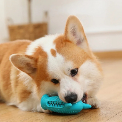 dog toy