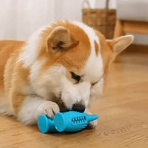 dog toy