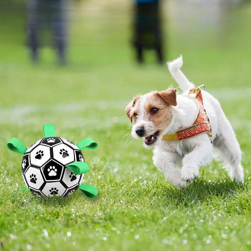 dog toy