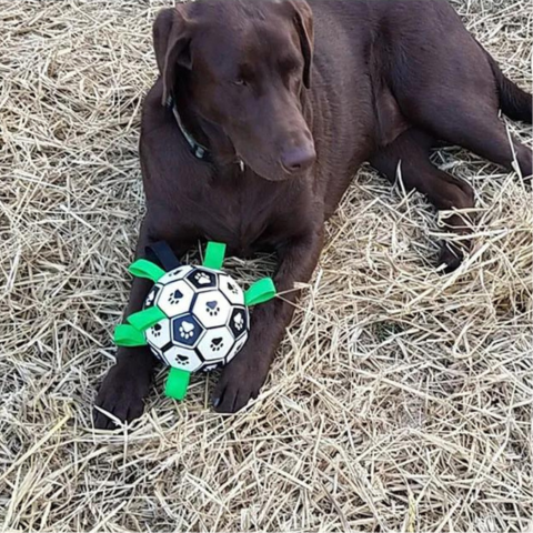 dog toy