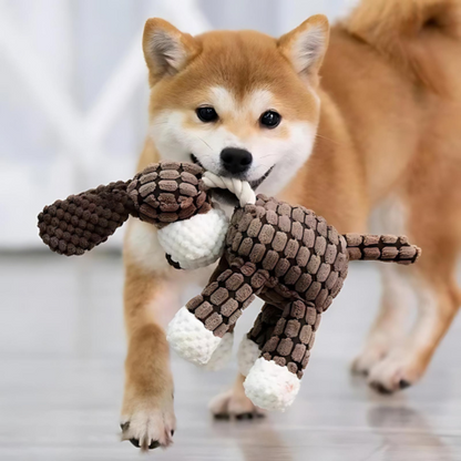 dog toy