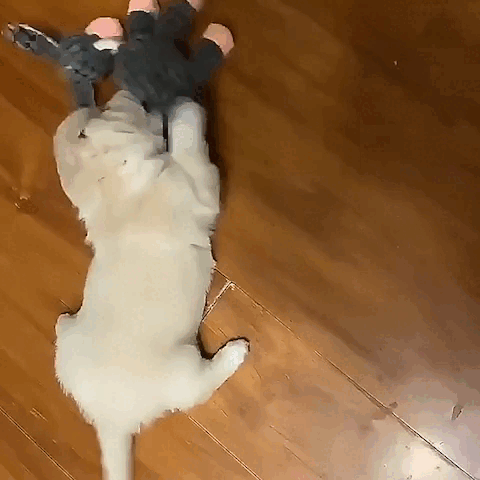 dog toy
