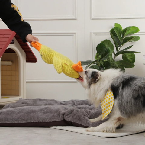 dog toy