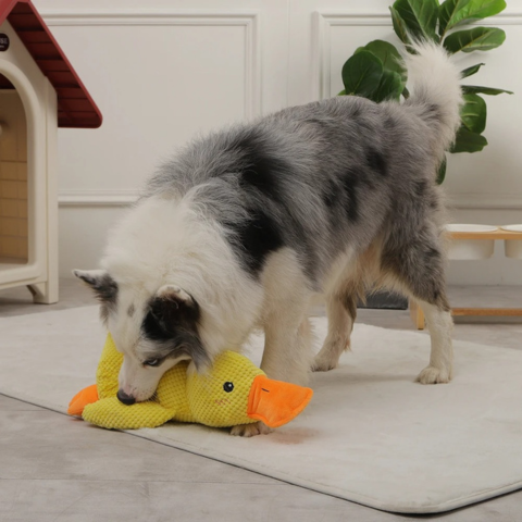 dog toy