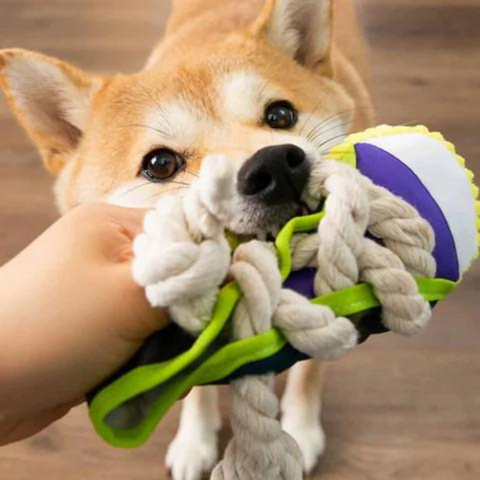 dog toy