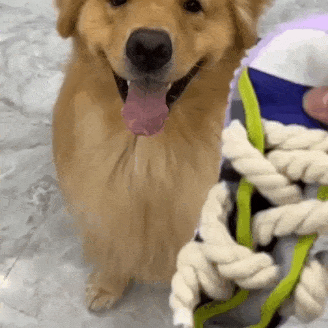 dog toy