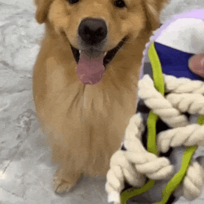 dog toy
