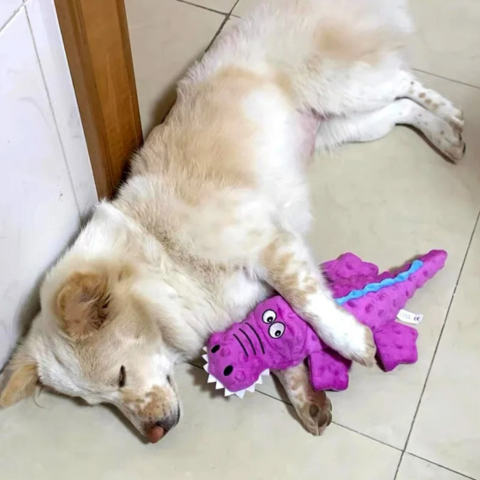 dog toy