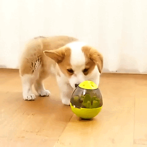 dog toy