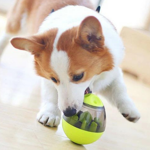 dog toy