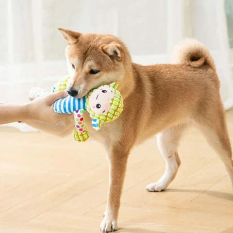dog toy