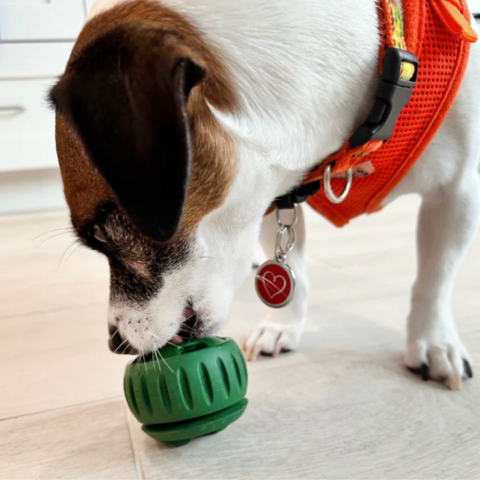 dog toy