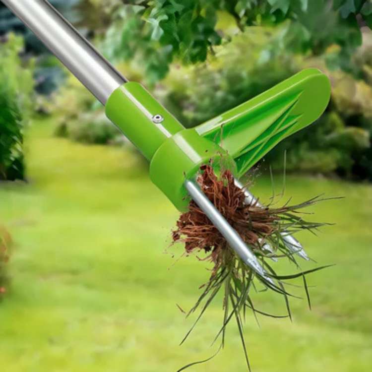 garden – 6
