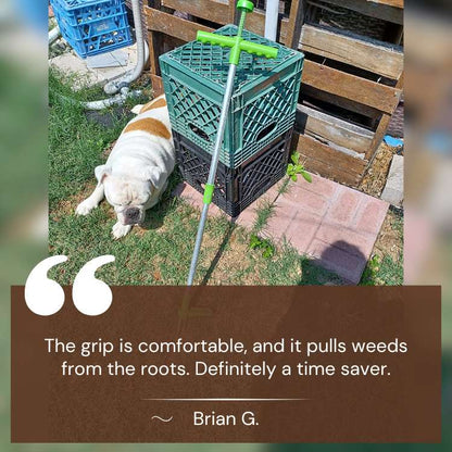 garden – 8