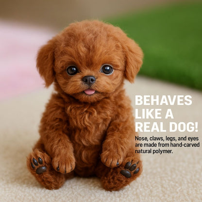 pet – 4