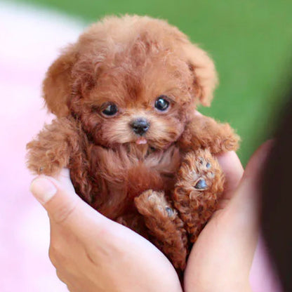 pet