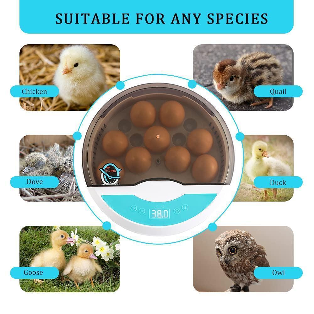 pet – 11