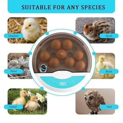pet – 11