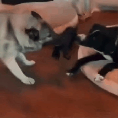 pet