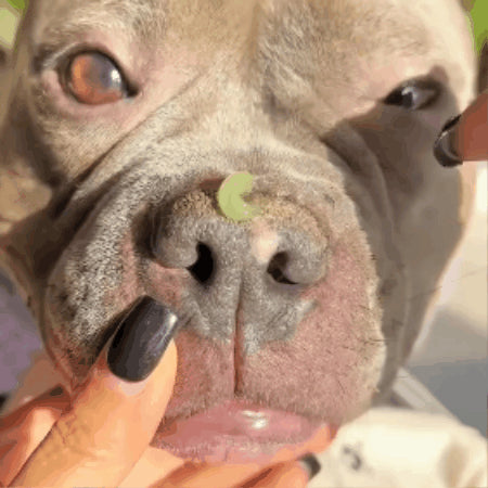 pet