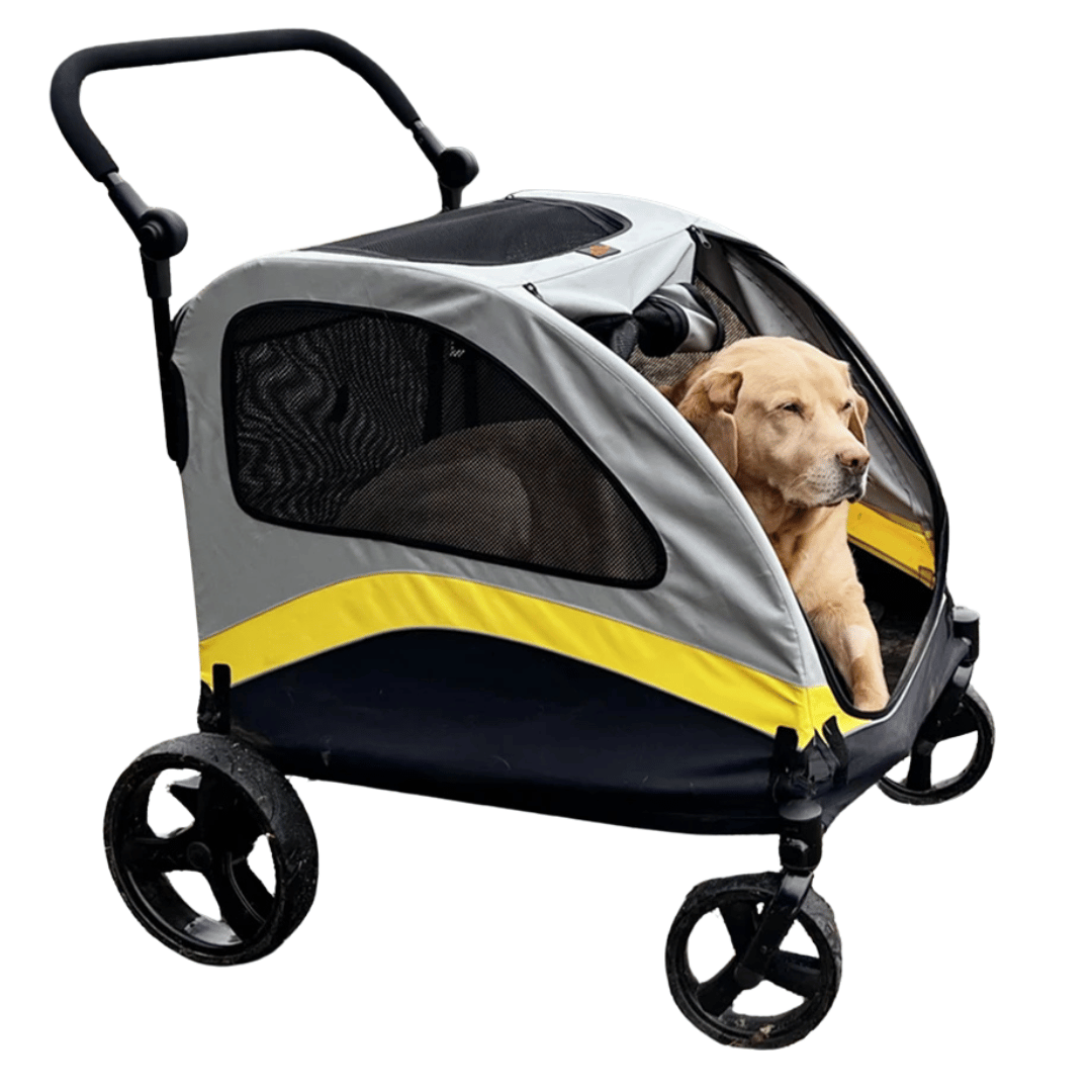 pet – 4