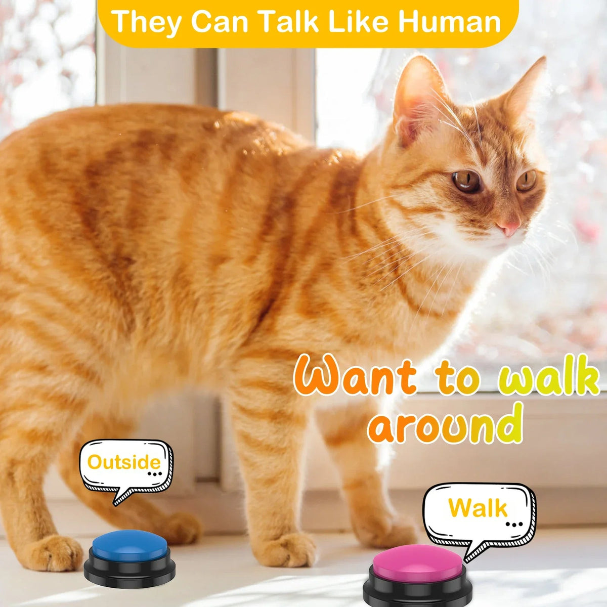 pet – 6