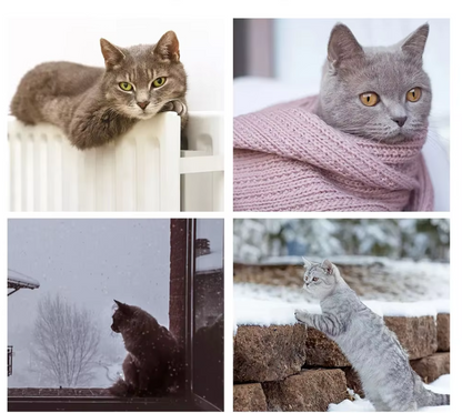pet – 5