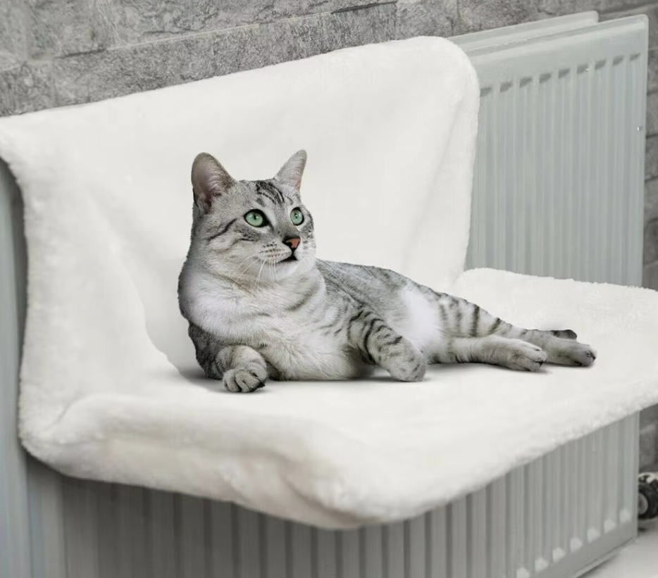 pet – 6