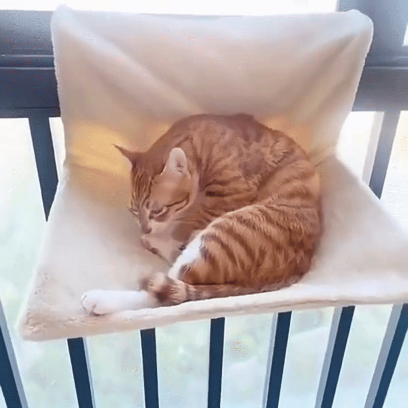pet