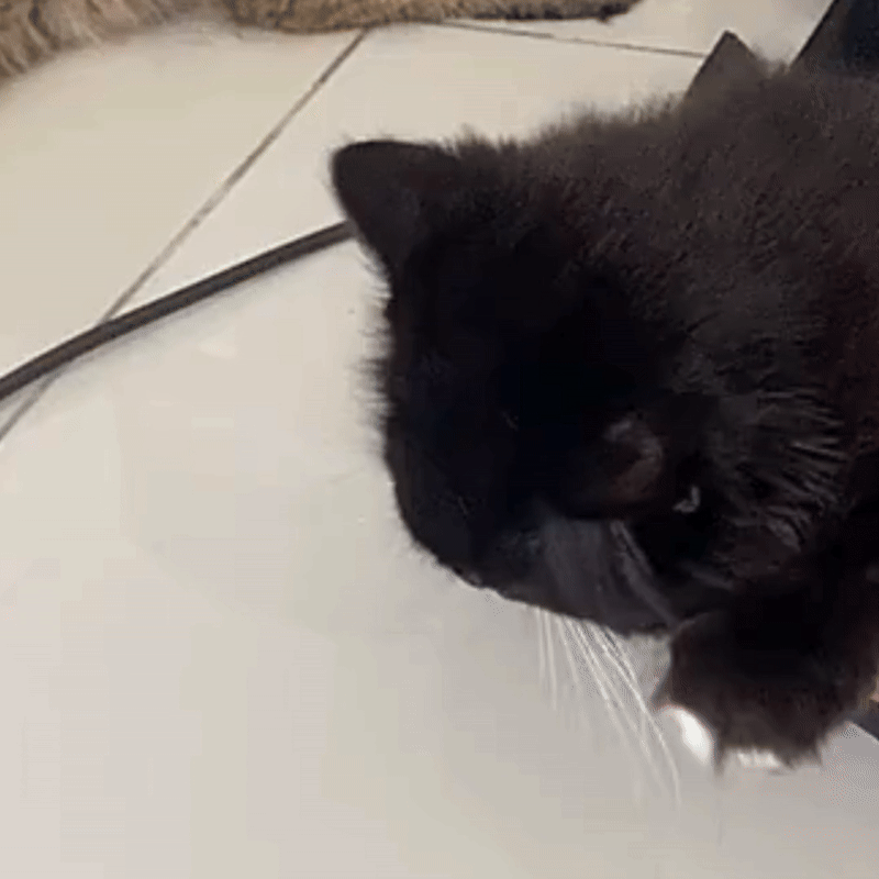 pet