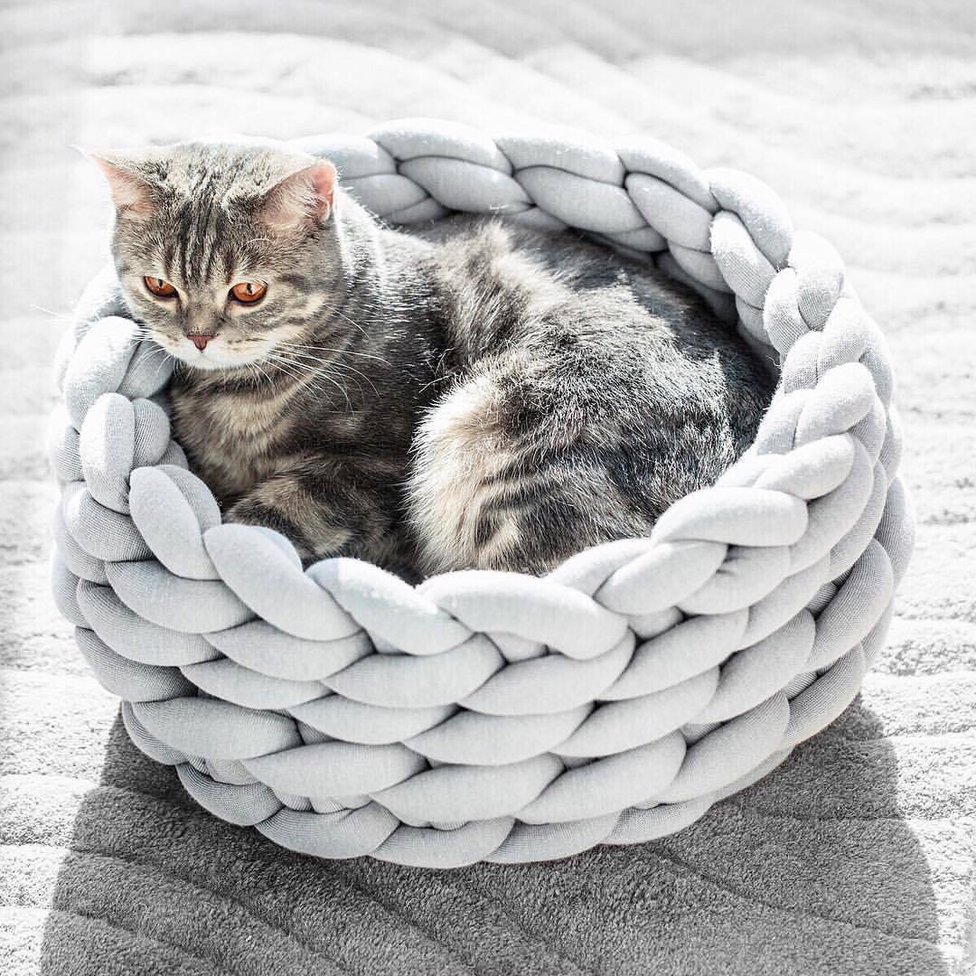 pet