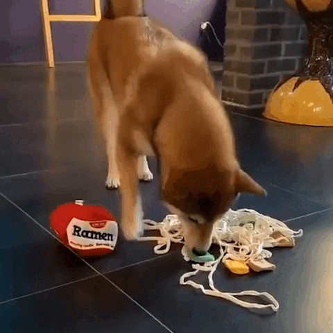 pet