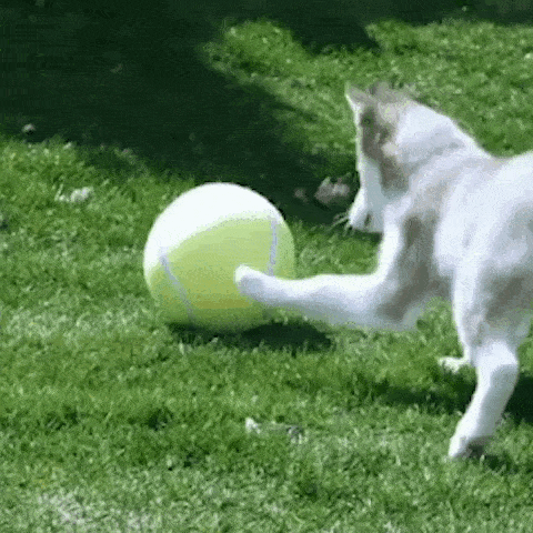 pet