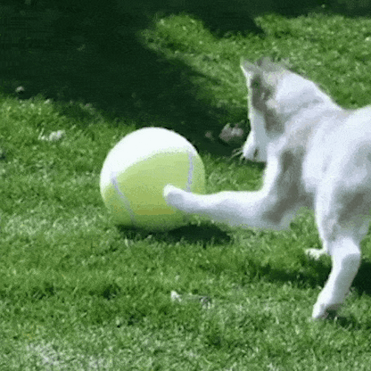 pet
