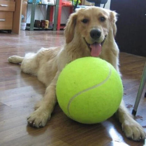 pet